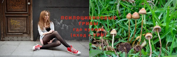 крисы Новодвинск